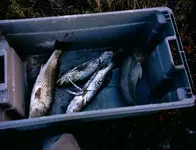 fishh.webp