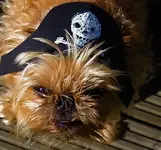 scurvy curr.webp