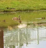 Duck3.webp