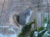 004.webp