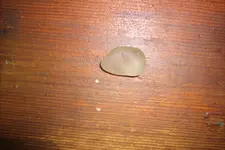 GEDC0791.webp