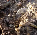 old stage 1856S quarter in ground.webp