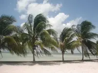 corozalpic.webp