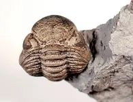 trilobite-leopard-spots_65717_600x450.webp