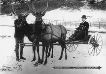 elk leadville.webp