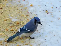 005.webp