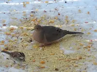 K1600_006.webp