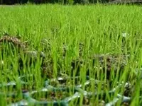 ground-reinforcement-plastic-mesh-1.webp