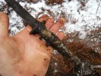 DSCN7229.webp