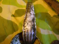 DSCN7231.webp