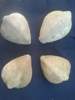 Clam tops web.webp Clam tops web.webp