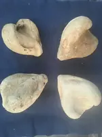 Clam bottoms web.webp