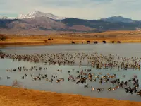 geese A.webp