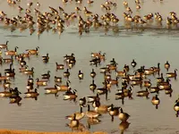 geese B.webp