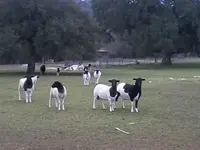 cute goats 001.webp