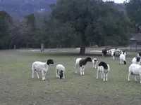 cute goats 002.webp cute goats 002.webp