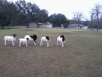 cute goats 003.webp cute goats 003.webp