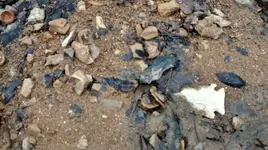 phone 048 - Copy.webp