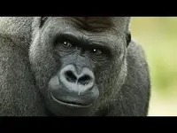 gorilla.webp