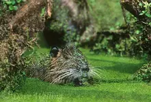 665955020-nutria-myocastor-coypus-wild.webp