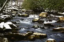 smokies 3.webp