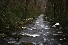 smokies 5.webp