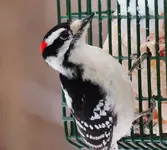 K1600_060.webp
