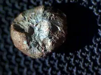musketball shot chewed.webp