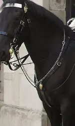 Martingale--Horse Breastplate.webp