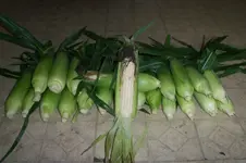 100_5650.webp 100_5650.webp