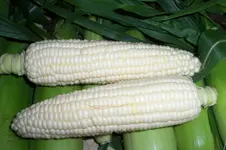 100_5658.webp 100_5658.webp