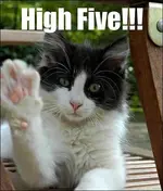 lolcat_high_5.webp lolcat_high_5.webp