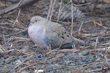 dove1.webp