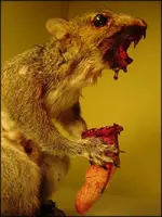 fsquirrel.webp