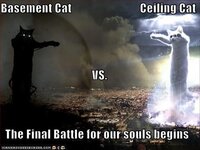 basement vs cealing cat.jpg