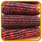 Organic-Bloody-Butcher-Ornamental-Corn-Seeds.gif