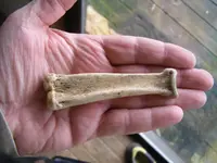 bone11.webp