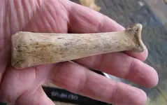 bone3.webp