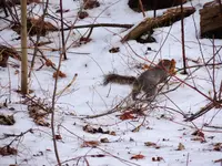 033.webp