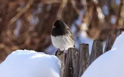 K1600_027.webp