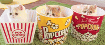 popcornkitties.gif