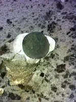 photo(6).webp