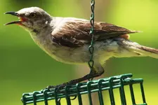 Catbird.webp