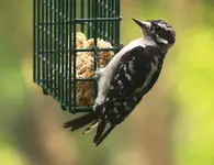 Downy Woodpecker.webp