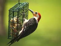 Red bellied Woodpecker.webp