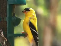 Yellow Finch.webp