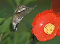Hummer 1.webp