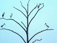 Wood Storks.webp