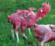 mutant-chicken-created-by-eric-kuns.jpg