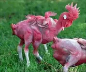 mutant-chicken-created-by-eric-kuns.webp